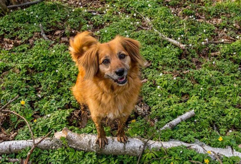 בית מלון כפרי Barczyzna Medical Spa