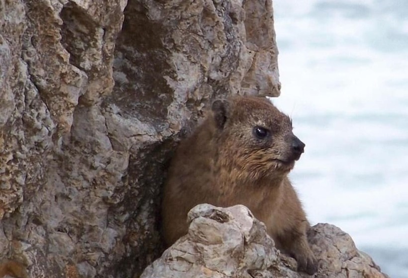 فندق Crayfish Lodge Sea & Country Guest House