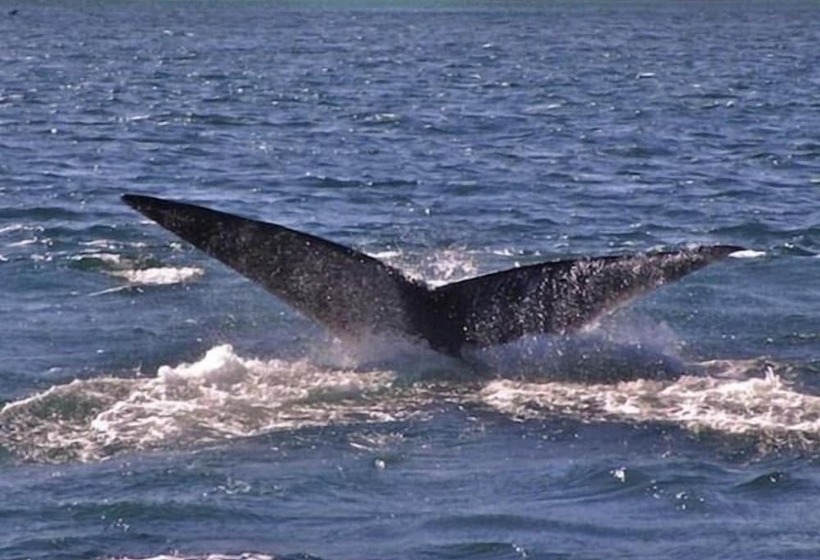 فندق Crayfish Lodge Sea & Country Guest House