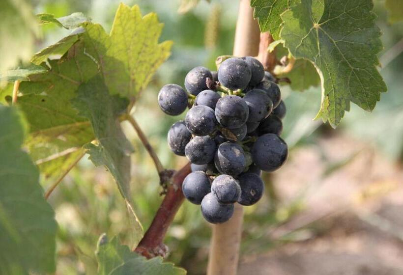 Отель Dwór Sanna