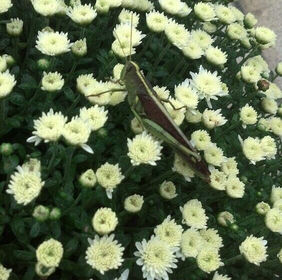 فندق Jasmine Garden Inn