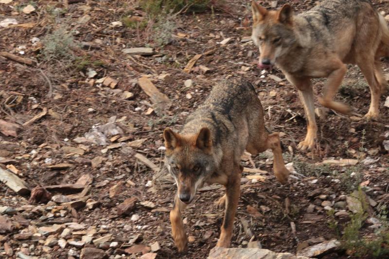 酒店 La Coral De Sanabria