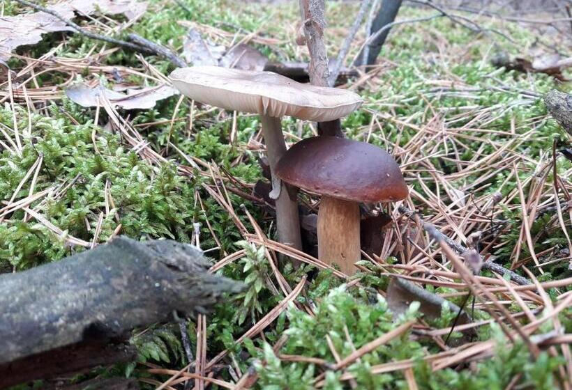 هتل Pałac Myśliwski W Antoninie