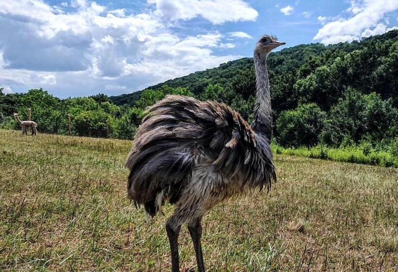 Отель Pálos Resort