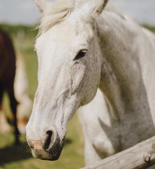 Отель Podkowa Modliszów