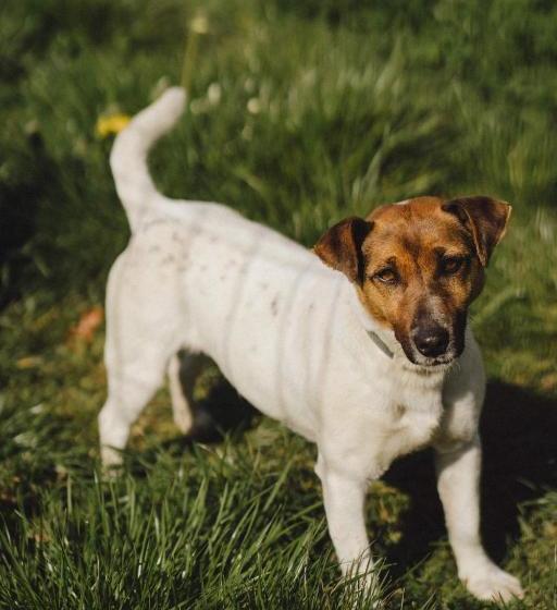 Отель Podkowa Modliszów