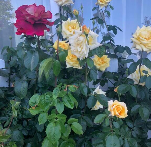 ホテル Rezydencja Lux