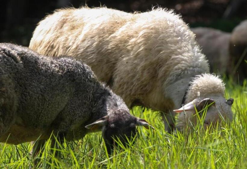 בית מלון כפרי & Spa Czarny Groń