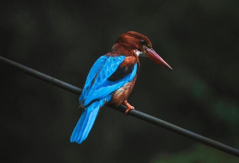 호텔 Ceylon S House