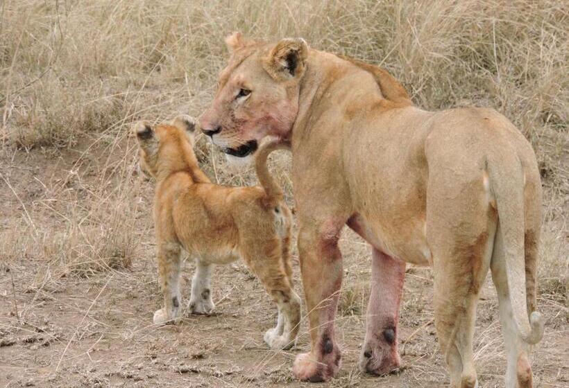 ホテル Upendo Safari Lodge