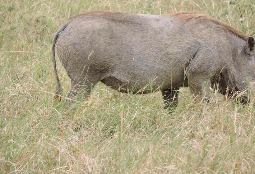 فندق Upendo Safari Lodge