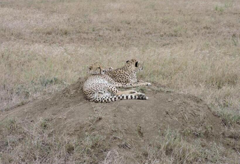 فندق Upendo Safari Lodge