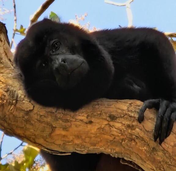 민박 Vista Mar Y Monos