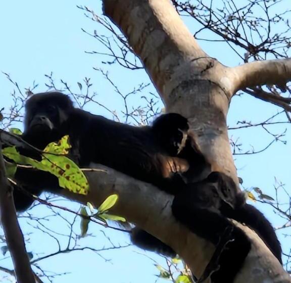 민박 Vista Mar Y Monos