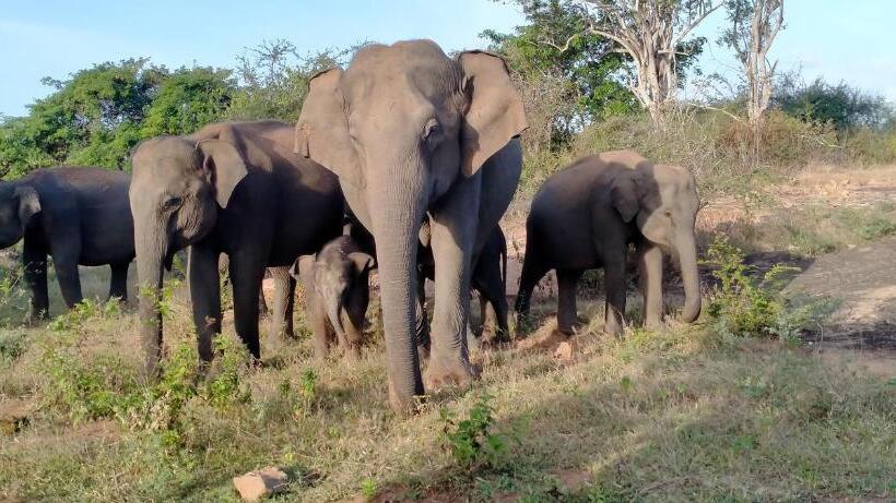 فندق Eagle Safari Cottage