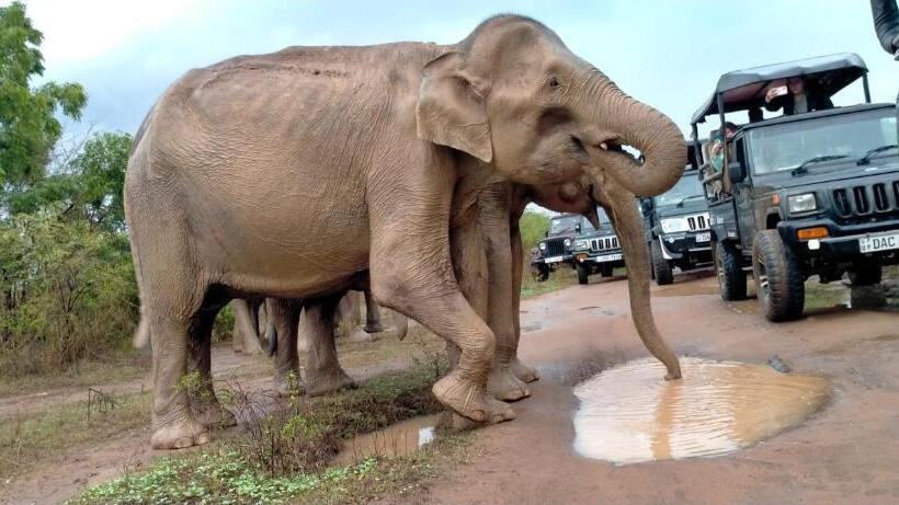 فندق Eagle Safari Cottage