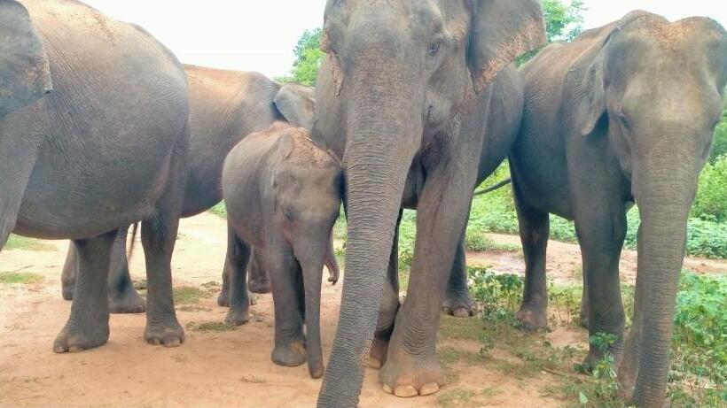 فندق Eagle Safari Cottage