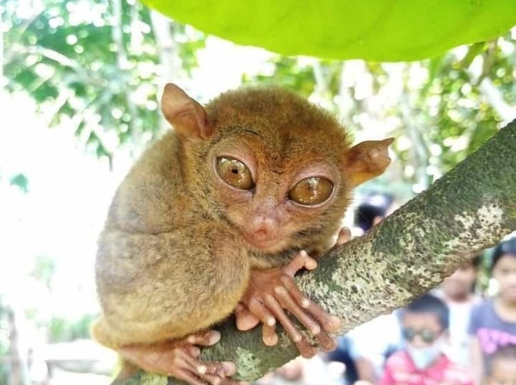 酒店 Sobral Rice Terraces View