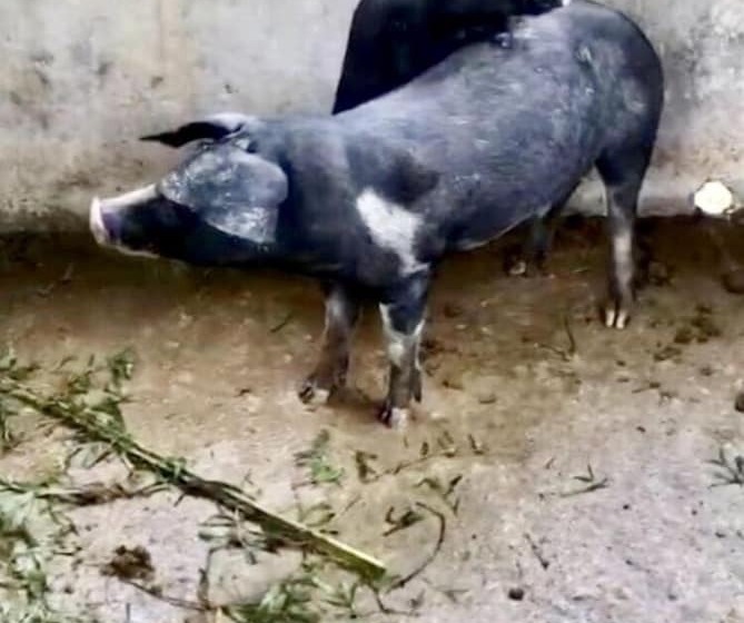 酒店 Sobral Rice Terraces View