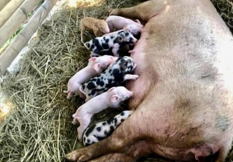 酒店 Sobral Rice Terraces View