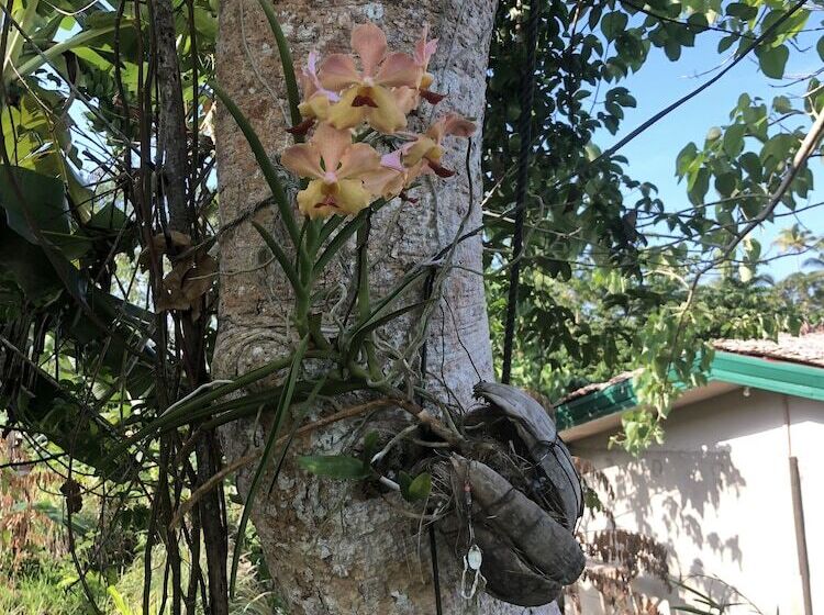 酒店 Sobral Rice Terraces View