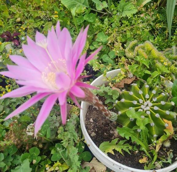 پانسیون Capac Wayna Valle Sagrado