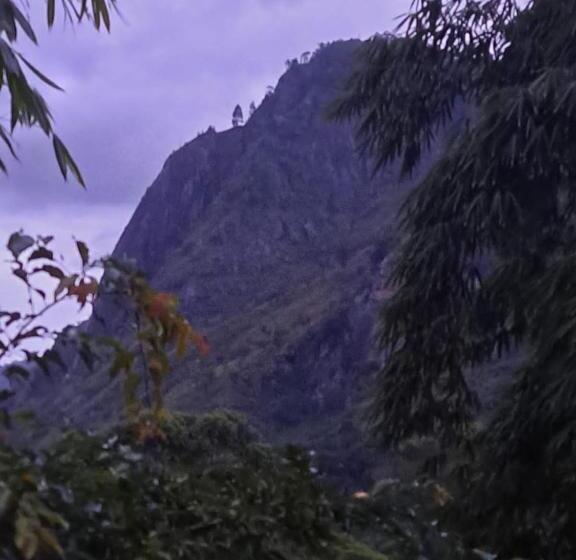 膳宿费 New White Rose