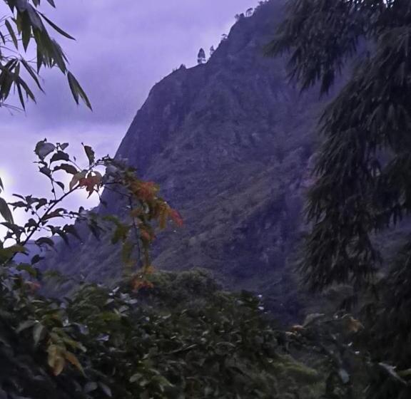 膳宿费 New White Rose