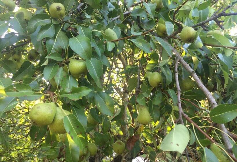 پانسیون Salara House