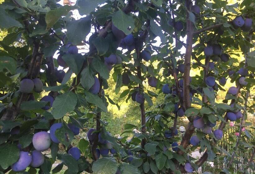 پانسیون Salara House