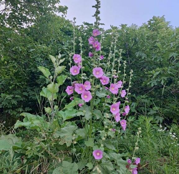 پانسیون Salara House
