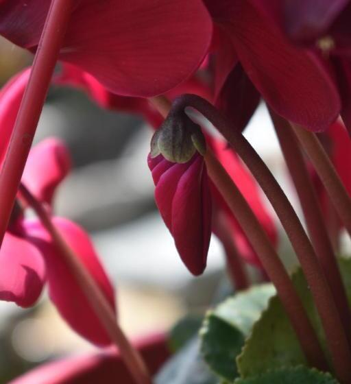 צימר La Casita De Chocolate