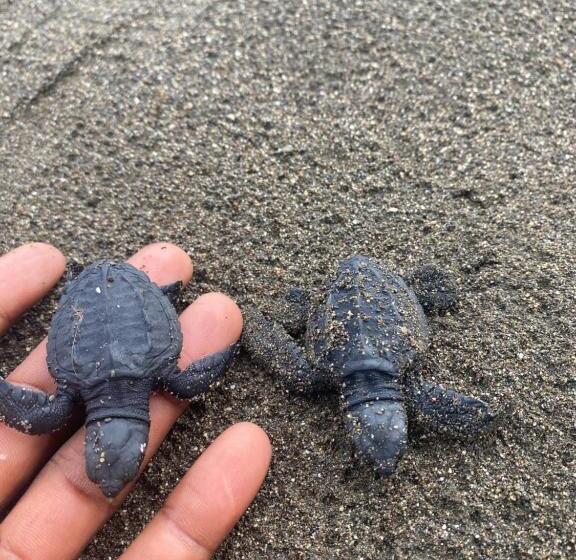 Отель Cabaña Tellin