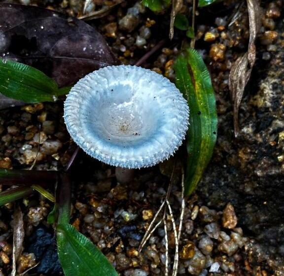 בית מלון כפרי Sz Samui Glamping