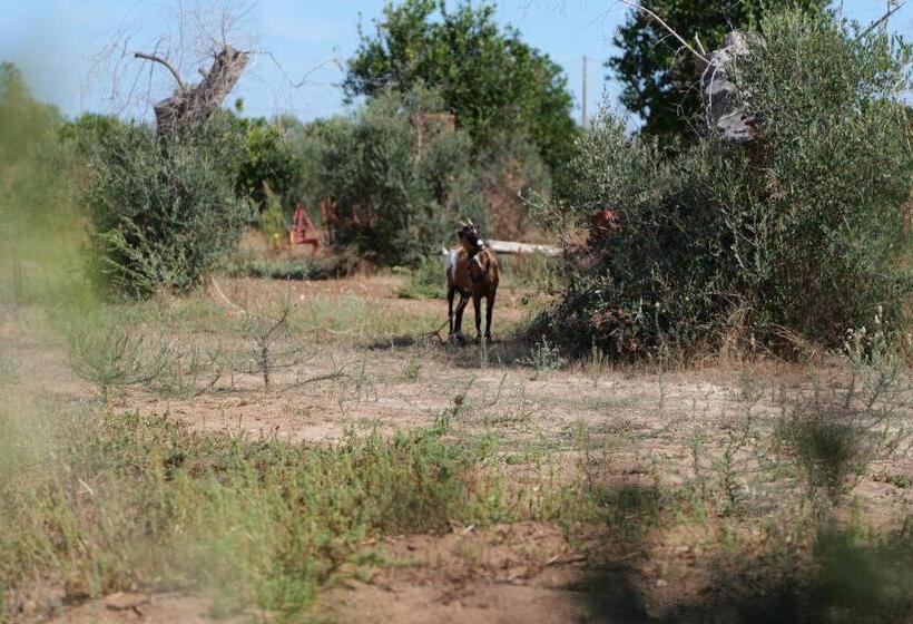 بنسيون Agriturismo Masseria San Basilio