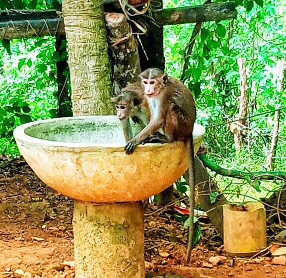 민박 Venora Hiriketiya