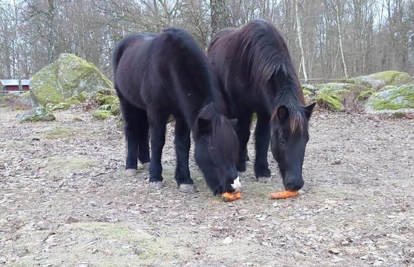 בית מלון כפרי Lilla Röaby