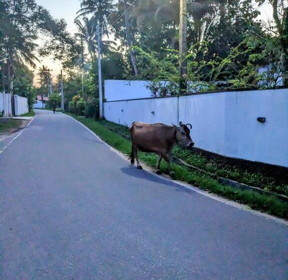 Пансион Losu Polhena