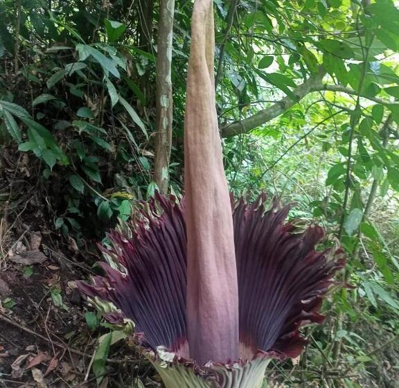 פנסיון Orchid Bugalows