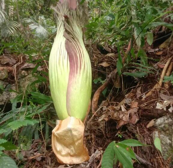 פנסיון Orchid Bugalows