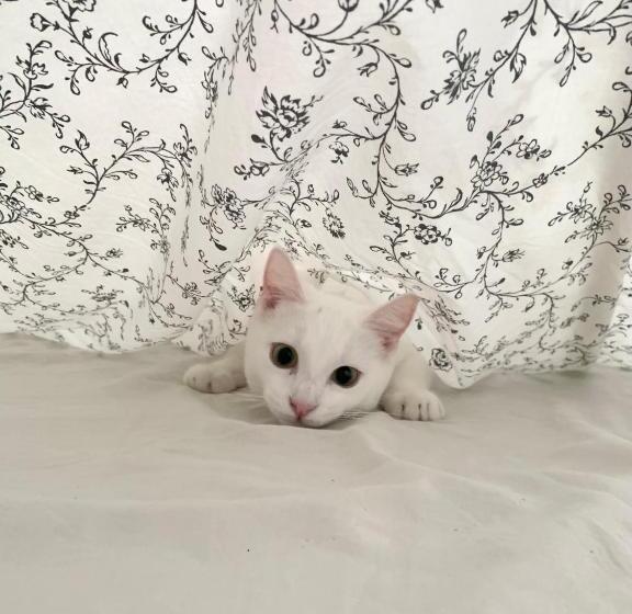 צימר La Chambre Des Issarts