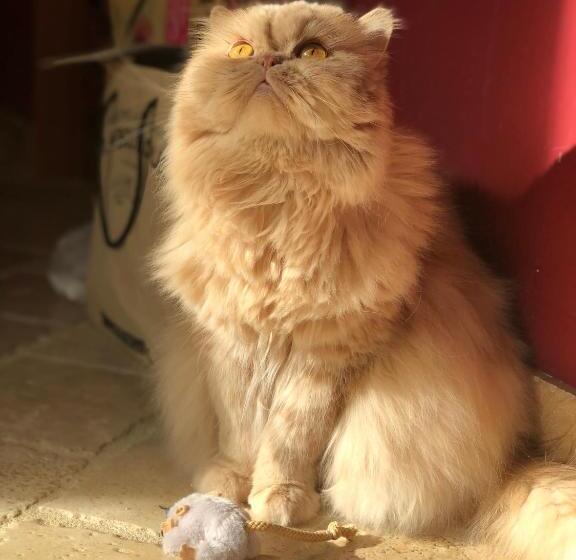 مبيت وإفطار La Chambre Des Issarts