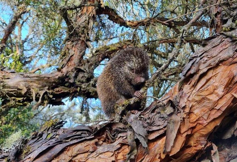 فندق Espeletia Lodge