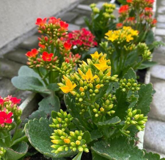 旅馆 Pousada Aurora Peruíbe