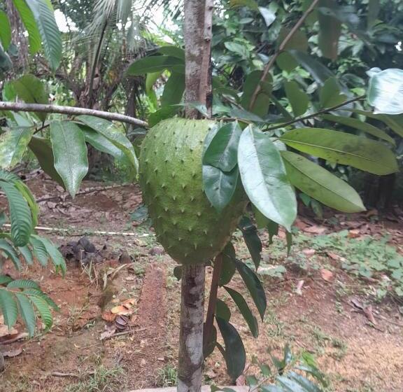 Bed and Breakfast Cabinas Corcovado Green Parrot, Los Planes Drake