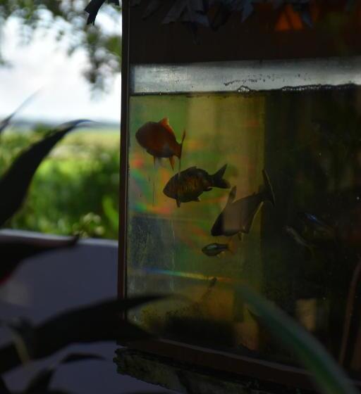 ベッドアンドブレックファースト Rice Cabanas Yala