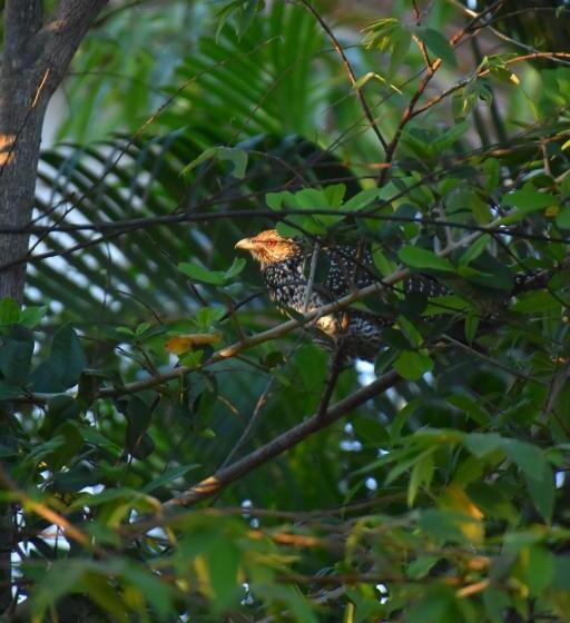 ベッドアンドブレックファースト Rice Cabanas Yala