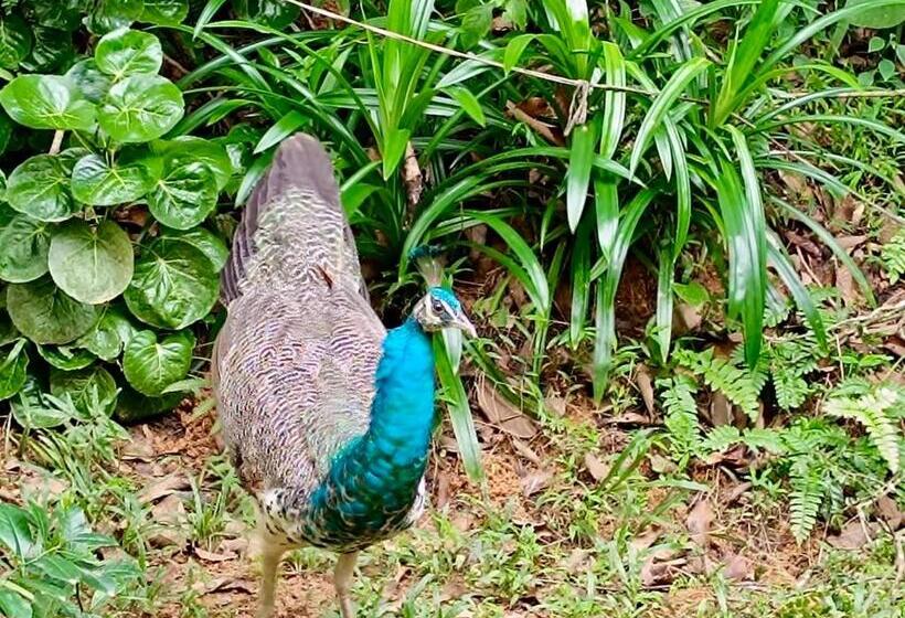 민박 Villa Du Ciel   Galle