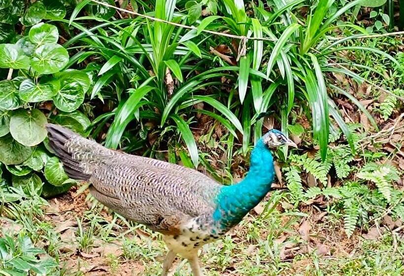 민박 Villa Du Ciel   Galle