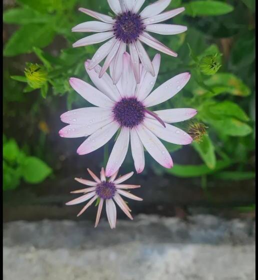 Formosa Cafe & Hostel